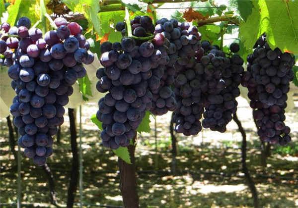 土壤墑情監測站為葡萄種植實現灌溉 土壤墑情監測站為葡萄種植實現灌溉