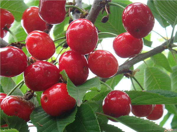 土壤養(yǎng)分速測儀是怎么測定土壤養(yǎng)分的? 土壤養(yǎng)分速測儀是怎么測定土壤養(yǎng)分的?