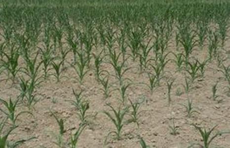 植物生長干涸的環境 植物生長干涸的環境