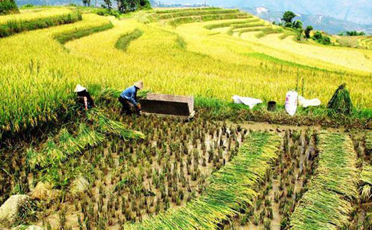 管式土壤墑情監(jiān)測儀提升糧食作物的達(dá)標(biāo)率 管式土壤墑情監(jiān)測儀提升糧食作物的達(dá)標(biāo)率