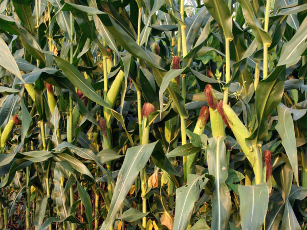 利用風途墑情自動監測系統合理灌溉夏玉米