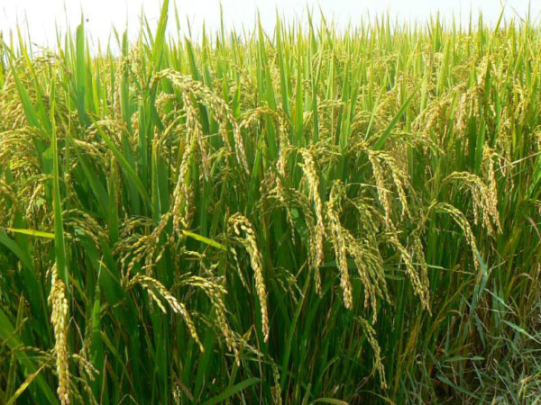 土壤墑情監(jiān)測(cè)系統(tǒng)是如何運(yùn)行的？