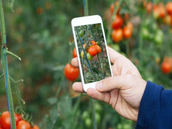 土壤墑情遠程監測及預警系統