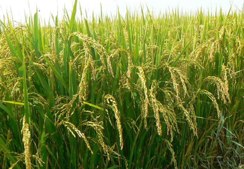 農(nóng)田土壤墑情數(shù)據(jù)采集模塊工作原理 農(nóng)田土壤墑情數(shù)據(jù)采集模塊工作原理