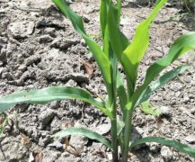 土壤墑情如何實(shí)現(xiàn)自動(dòng)監(jiān)測(cè)？