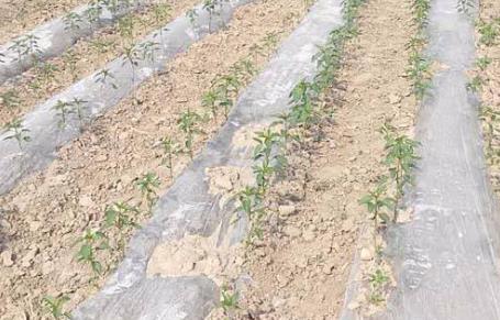 基于無線網絡的遠程墑情監測系統介紹 基于無線網絡的遠程墑情監測系統介紹