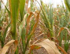 農田土壤墑情與旱情監測對農業發展具有重要意義