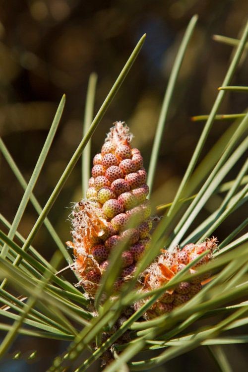 土壤水分實時監測設備是如何在菠蘿園發揮作用的？